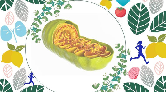 Mitochondrial Function: Potential Ways to Maximise