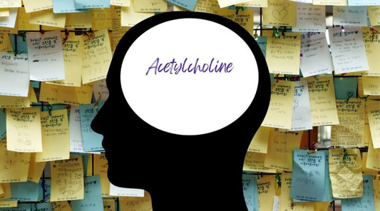 Unleash Your Brain’s Power with Acetylcholine: The Secret to Better Memory and Focus