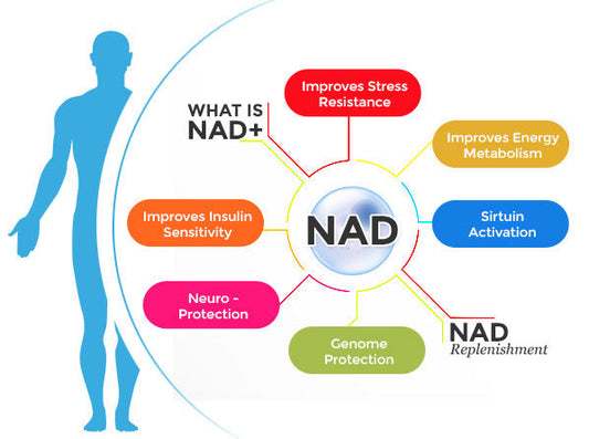 Reversing the Clock: NAD+ Supplementation and Groundbreaking Gene Therapy to Combat Aging