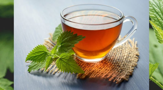 Jiaogulan: A Potential Chinese Medicine Superstar?