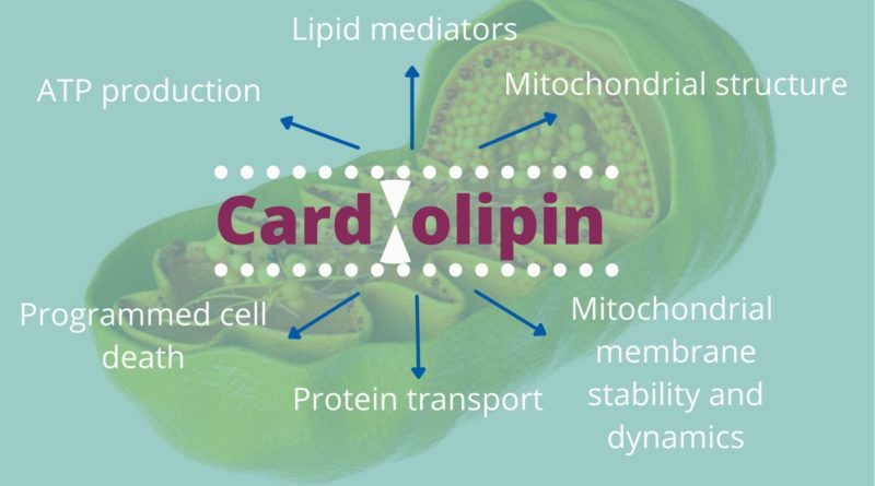 Cardiolipin: A New Target for Bio-hackers