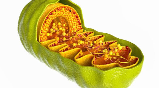 Why Your Mitochondrial Function Matters